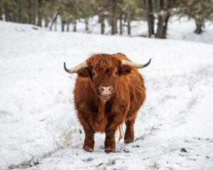 Highland Cow in the Snow. A long haired type of domesticated cattle (Bos taurus) originally bread in Scotland