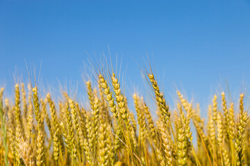 Wheat field with blue sky in background