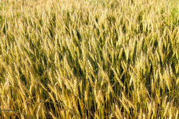 Landscape with a view of the field with ripe wheat