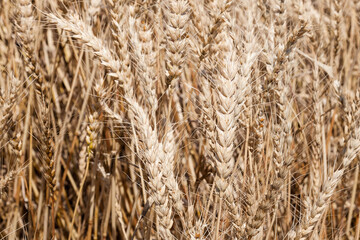 Landscape golden Wheat field with blue sky background