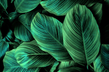 tropical banana leaf texture in garden, abstract green leaf, large palm foliage nature dark green background