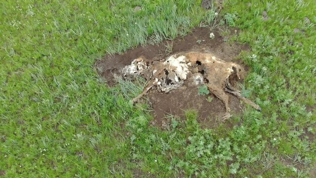 Old Dead Animal Carcass That Died Naturally in Meadow.Carrion putrefaction decay rot decomposition corruption rottenness rotten dead deceased defunct lifeless inanimate exanimate gone departed cadaver