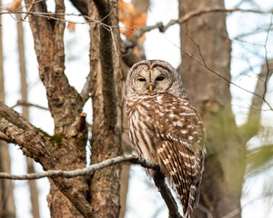 barred owl
