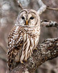 barred owl in tree