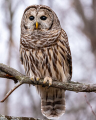 barred owl perched on branch