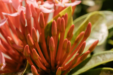 Macro photo of flowers before blooming mixed with blooming flowers
