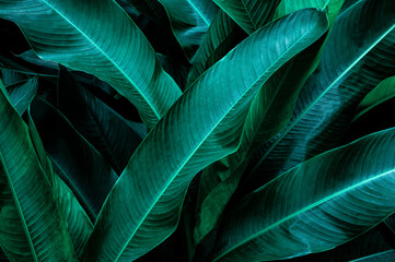 green leaf texture, dark green foliage nature background, tropical leaf