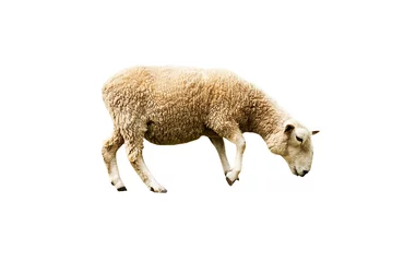 Foto op Plexiglas Sheeps in a meadow in the mountains., Sheep in the Field. © amnat11
