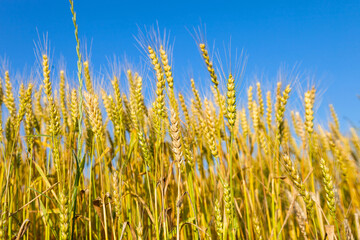 Wheat field with blue sky in background