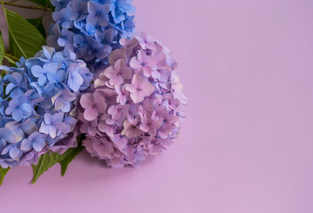 Obraz premium Large buds of pink and blue hydrangeas on a pink background with copy space