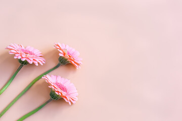 Three pink gerberas from above on pink background with copy space