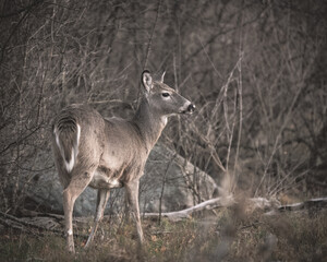 white tailed deer