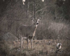 deer in a field