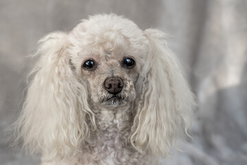 Portrait of a beige poodle close-up on a beige blurred background
