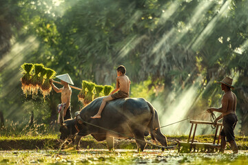Thailand farmers rice planting and  grow rice in the rainy season - obrazy, fototapety, plakaty