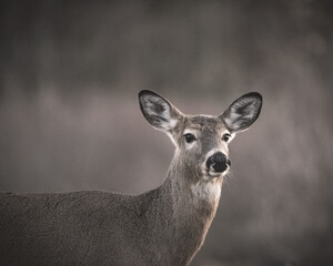 deer