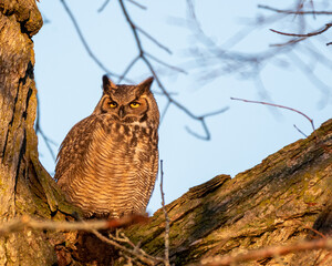 great horned owl