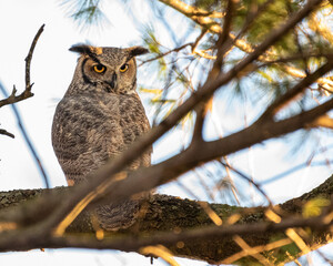 great horned owl
