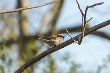 A sparrow met in spring on a branch. The forest in early spring.