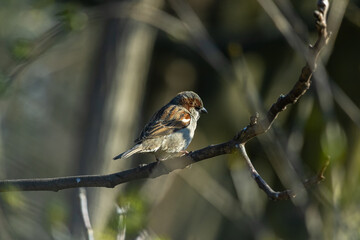 Close up of a sparrow (Passer domesticus) sitting on a branch. Bird sitting on a branch in the forest.