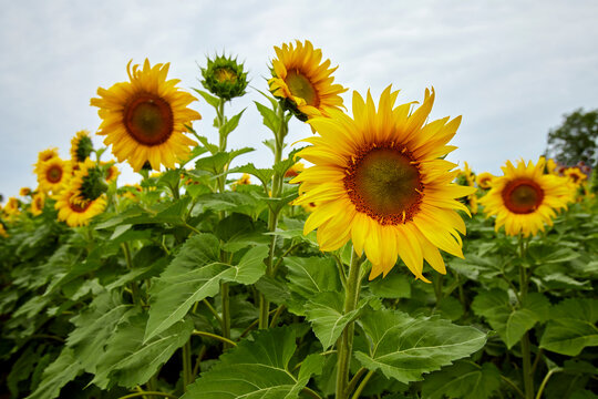 Sunflower plants happily growing in a large sunflower field at the end of summer