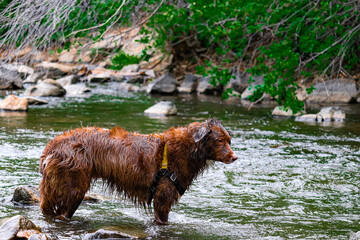 dog in the mountains