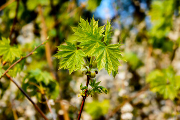 spring young maple leaves that have just blossomed on a bokeh background