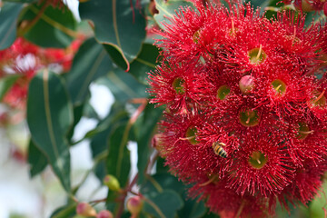Red blossoms of the Australian native flowering gum tree Corymbia ficifolia Wildfire variety, Family Myrtaceae. Endemic to Stirling Ranges near Albany, Western Australia