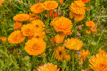 Orange calendula or marigold flower