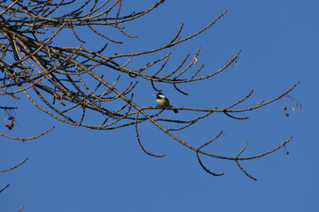 Black Capped Chickadee on bare branch with beautiful blue sky background