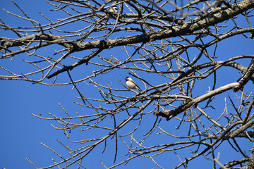 Fototapeta na wymiar Black Capped Chickadee on bare branch with beautiful blue sky background