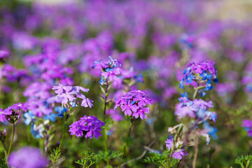 colorful pink moss phlox as background., Pink Moss Flower