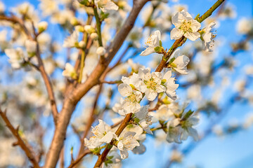 beautiful cherry blossom sakura flower with blue sky.