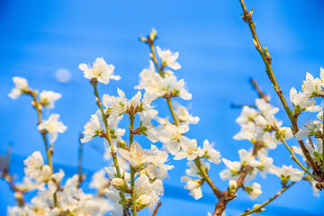 beautiful cherry blossom sakura flower with blue sky.