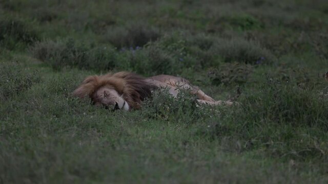 Lion sleeps in grass after feasting on wildebeest