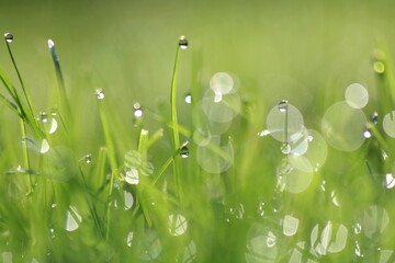 Green grass with rain drops on top	