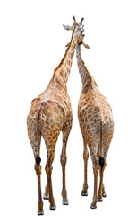 Isolated couple of giraffe standing together, view from behind, isolated image on white background.