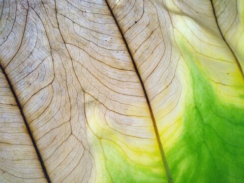 close up of a leaf vein texture, partially dreid leaf