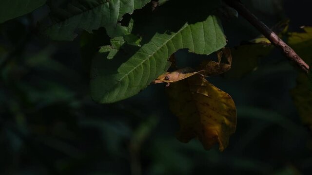 Javanese Leaf Insect, Phyllium pulchrifolium, Female Yellow Form, 4K Footage; the afternoon sun shines and dims as the clouds pass by while it's hanging under a leaf.