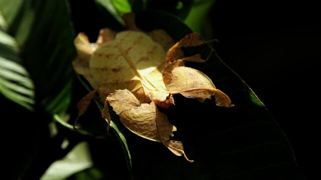 Javanese Leaf Insect, Phyllium pulchrifolium, Female Yellow Form, 4K Footage; hiding with in the foliage almost motionless, some light exposes it to be seen, ants move around creating silhouettes.