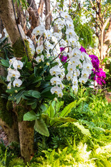 Orchid flower in orchid garden at winter or spring day