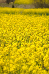 菜の花畑