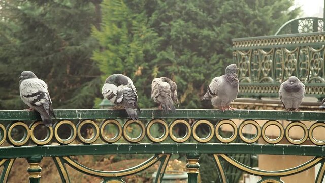 Pigeons Perched on the Bridge Railing