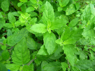 Background of basil leaves Culinary background image concept