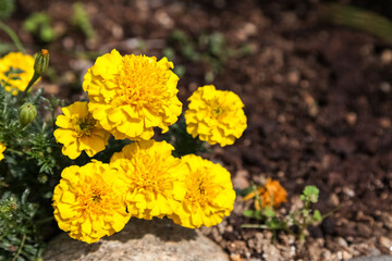 Yellow marigold flower in the garden.