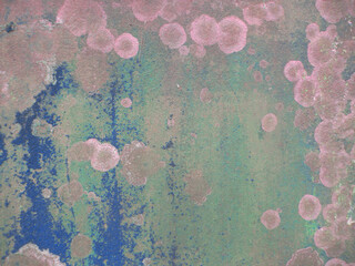 Old plaster wall background with beautiful purple armored fungus pattern.
