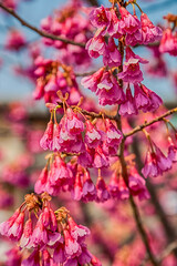 Pink cherry blossom sakura flowers on a spring day in Japan