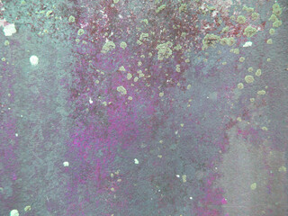 Old plaster wall background with beautiful purple armored fungus pattern.