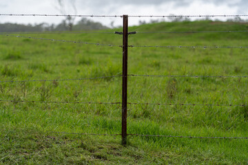 Fototapeta premium close up of barb wire fence on farm with green field in the background
