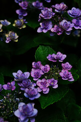 hydrangea flowers in the garden